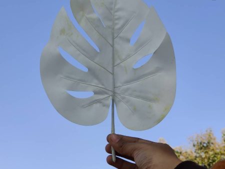 White large tropical pointed leaf Online Hot Sale