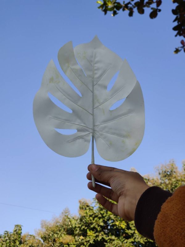 White large tropical pointed leaf Online Hot Sale