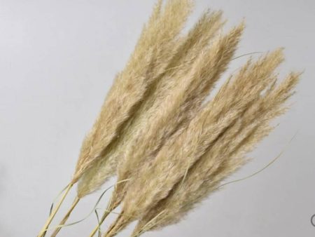 Pampas Grass Online