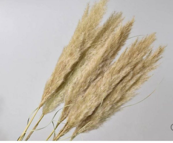 Pampas Grass Online