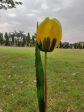 Artificial Tulip Flower on Sale