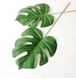 Palm Tree leaves For Cheap