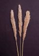 Pampas Grass Online